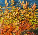 Ammania gracilis