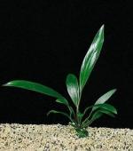 Anubias heterophylla 'Lancelota'