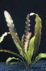 Aponogeton crispus