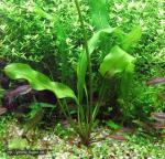 Aponogeton henkelianus
