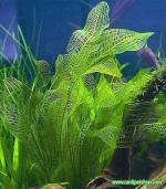 Aponogeton madagascarensis