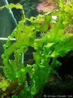 Aponogeton natans