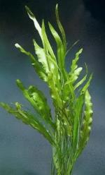 Aponogeton stachysporus
