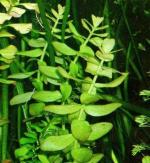 Bacopa caroliniana