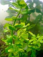 Bacopa lanigera