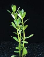 Bacopa monniera