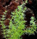 Bacopa myriophylloides