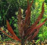 Barclaya longifolia