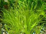 Blyxa japonica