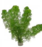 Cabomba caroliniana