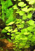 Cardamine lyrata
