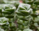 Crassula helmsii
