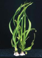 Crinum thaianum