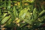 Cryptocoryne affinis