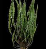 Cryptocoryne balansae