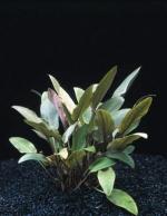 Cryptocoryne becketii