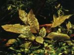 Cryptocoryne blassii