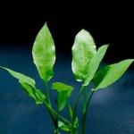 Cryptocoryne ciliata
