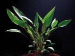 Cryptocoryne griffithii