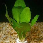 Cryptocoryne lingua
