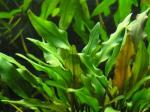 Cryptocoryne lutea