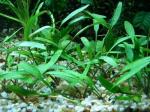 Cryptocoryne parva