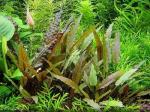 Cryptocoryne petchii