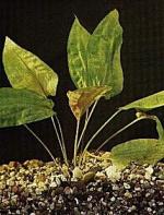 Cryptocoryne pontederiifolia