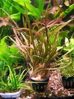 Cryptocoryne retrospiralis