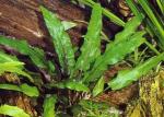 Cryptocoryne walkeri
