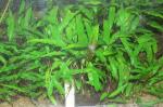 Cryptocoryne wendtii