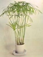 Cyperus alternifolius