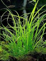 Cyperus helferi
