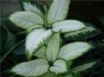 Dieffenbachia bausei