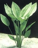 Echinodorus argentinesis