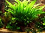 Echinodorus bleheri 