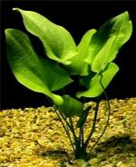 Echinodorus grandifolius