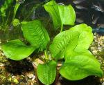 Echinodorus muricatus