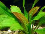 Echinodorus parviflorus