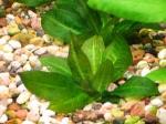 Echinodorus parviflorus 'Tropica'