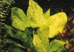 Echinodorus schlueteri
