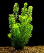 Egeria densa